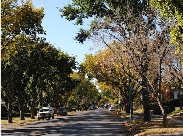 Street with large green trees over the street with fall colours 