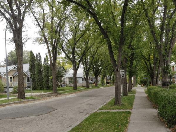 Street with large canopy type trees long sidewalk green grass boulevard with neighbourhood homes 